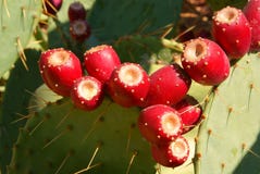 Red Buds On A Green Cactus Stock Photo