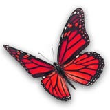 Red Butterfly Flying Stock Images Red Butterfly Flying Stock Images