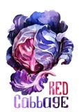 Red Cabbage. Hand drawing watercolor on white background with title. vector illustration Red Cabbage. Hand drawing watercolor on white background with title. vector illustration
