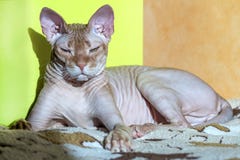 orange sphynx cat