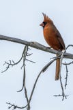 A Red Cardinal perched on a limb fighting the wind stock photo A Red Cardinal perched on a limb fighting the wind stock photo