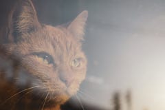 Red cat looking through the window. Serious piercing look royalty free stock photos Red cat looking through the window. Serious piercing look royalty free stock photos