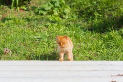 Red cat walking on the street in the yard stock photography Red cat walking on the street in the yard stock photography