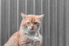 Red cat with a wounded eye. Close up. Copy Space stock photography Red cat with a wounded eye. Close up. Copy Space stock photography