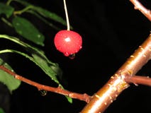 Red cherries on the back of the tree royalty free stock photography Red cherries on the back of the tree royalty free stock photography