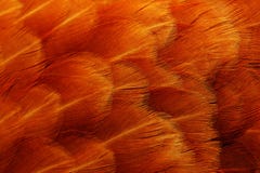Red Chicken Feathers Macro Royalty Free Stock Photos