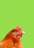 Red Chicken On Bright Green Background Royalty Free Stock Photo
