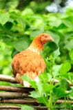 Red Chicken On Wicker Fence Royalty Free Stock Images