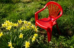Red children chair in garden and spring narcissus royalty free stock photo Red children chair in garden and spring narcissus royalty free stock photo