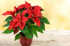 Red Christmas Poinsettia Royalty Free Stock Photography Red Christmas Poinsettia Royalty Free Stock Photography