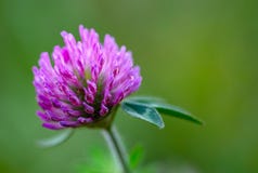 Red clover flower against green background stock image Red clover flower against green background stock image
