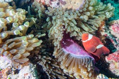 Red Clown fish in anemone Raja Ampat Papua royalty free stock image Red Clown fish in anemone Raja Ampat Papua royalty free stock image