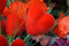 Red heart Shaped beautiful colorful flower royalty free stock photography Red heart Shaped beautiful colorful flower royalty free stock photography