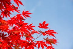 Red colorful autumnal maple leaves, blue sky background with copy space, Autumn concept royalty free stock image Red colorful autumnal maple leaves, blue sky background with copy space, Autumn concept royalty free stock image