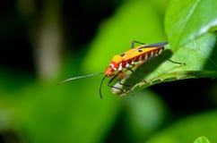Red Cotton Bug (Dysdercus Cingulatus) Stock Images Red Cotton Bug (Dysdercus Cingulatus) Stock Images