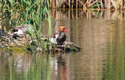 Red-crested Pochard Royalty Free Stock Photos