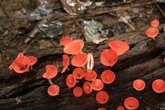 Red Cup Fungi Royalty Free Stock Photo