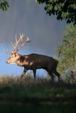 Red Deer Stock Images