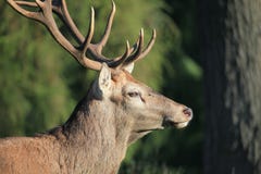Red Deer Stock Images