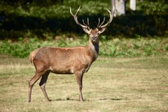 Red Deer Royalty Free Stock Images