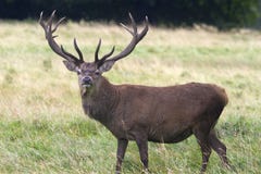 Red Deer ( Cervus Elaphus) Royalty Free Stock Photos Red Deer ( Cervus Elaphus) Royalty Free Stock Photos