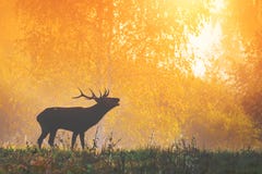 Red Deer Cervus elaphus Rutting Season at sunrise