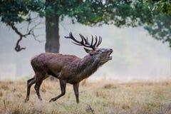 Red Deer Cervus elaphus stag running and roaring calling royalty free stock photography Red Deer Cervus elaphus stag running and roaring calling royalty free stock photography