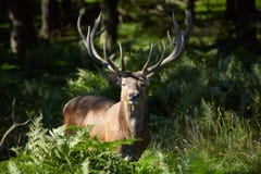 Red Deer In A Forest Royalty Free Stock Image