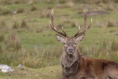 Red deer stag, Cervus elaphus, resting, walking, postering during autumn rut, cairngorms NP, scotland. royalty free stock photo Red deer stag, Cervus elaphus, resting, walking, postering during autumn rut, cairngorms NP, scotland. royalty free stock photo
