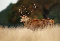 Red deer stag during rutting season royalty free stock image Red deer stag during rutting season royalty free stock image
