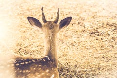 Red deer stag sitting in field at edge of forest.sepia vintage tone.wildlife nature background stock images Red deer stag sitting in field at edge of forest.sepia vintage tone.wildlife nature background stock images