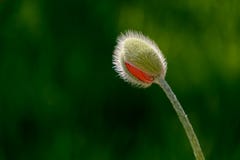 A delicate bud of red poppy in the rays of the spring sun. stock images A delicate bud of red poppy in the rays of the spring sun. stock images