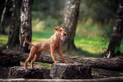 Red dog performs exercises on the tree. Obedience