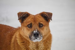 Red dog with snow on his nose. looking for food under the snow. a stray dog stock photo Red dog with snow on his nose. looking for food under the snow. a stray dog stock photo