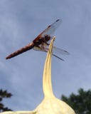 Red Dragonfly on Elephant Garlic stock images Red Dragonfly on Elephant Garlic stock images