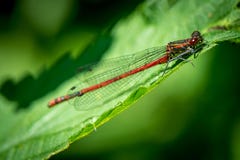 Red Dragonfly on grass. On meadow macro photography royalty free stock photo Red Dragonfly on grass. On meadow macro photography royalty free stock photo