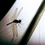 Red dragonfly royalty free stock photos Red dragonfly royalty free stock photos