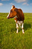 Red En White Spotted Cow In A Dutch Landscape Royalty Free Stock Images