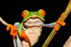 Red eyed green tree frog,costa rica stock photography Red eyed green tree frog,costa rica stock photography