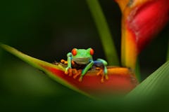 Red-eyed Tree Frog, Agalychnis callidryas, animal with big red eyes, in the nature habitat, Panama. Frog from Panama. Beautiful fr royalty free stock photos Red-eyed Tree Frog, Agalychnis callidryas, animal with big red eyes, in the nature habitat, Panama. Frog from Panama. Beautiful fr royalty free stock photos