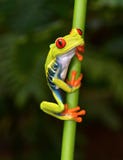 Red eyed tree frog on branch, cahuita, costa rica stock photography Red eyed tree frog on branch, cahuita, costa rica stock photography