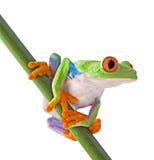 Red eyed tree frog isolated