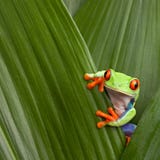 Red eyed tree frog macro Costa Rica jungle