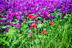 Red field poppies and field of purple flowers Stock Images Red field poppies and field of purple flowers Stock Images
