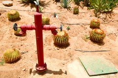 Red fire hydrant tap water supply watering dry plants desert Mexican sharp fresh cactus spines sand Concept combating drought stock images Red fire hydrant tap water supply watering dry plants desert Mexican sharp fresh cactus spines sand Concept combating drought stock images
