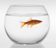 Red fish in an aquarium on a white background Red fish in an aquarium on a white background