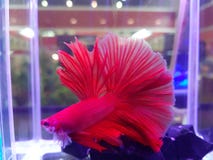 Red Fighting Fish on the water stock photos Red Fighting Fish on the water stock photos