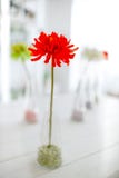 Red Flower As Decorative Elements Stock Photos