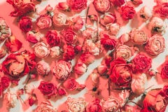 Red flower background festive pattern random rose stock photography Red flower background festive pattern random rose stock photography