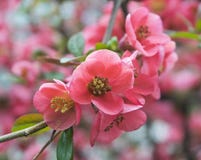 Red flower blossom close up photo. Stock Photos Red flower blossom close up photo. Stock Photos